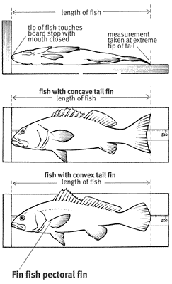 How to measure your catch  Department of Agriculture and