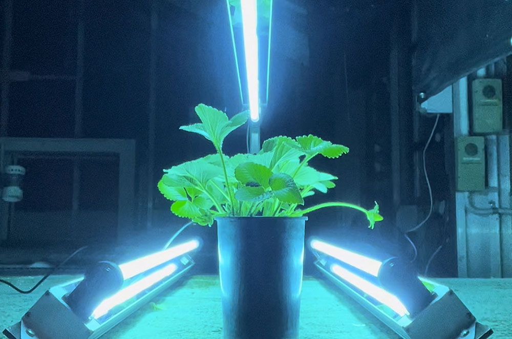 Strawberry plant under ultraviolet light.