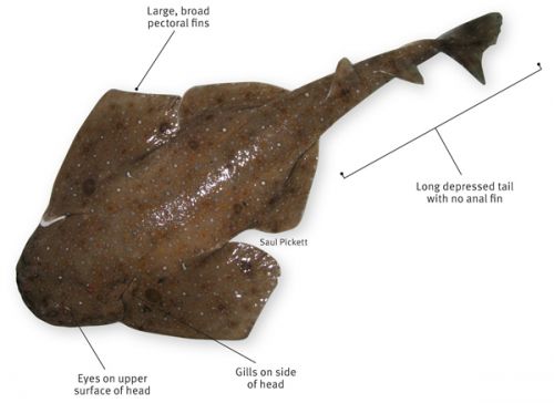 The eastern angel shark has its eyes on the upper surface of its head and long, broad pectoral fins. The  gills are on the side of the head and the long depressed tail has no anal fin