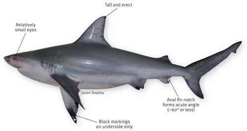 The pigeye shark has relatively small eyes, a tall and erect first dorsal fin, black markings on the undersides of the pectoral fins and the anal fin forms an acute angle (60 degrees of less)