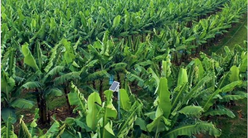 Rows of banana trees with a sensor between the rows, with solar panel.