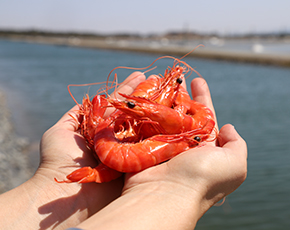 Pair hands holding approximately 6 prawns over water in background.