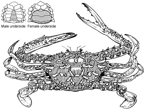 Blue swimmer crab (sand crab)