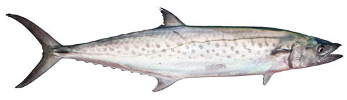 Spotted mackerel (Scomberomorus munroi)