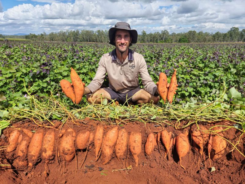 Man holding sweet potatoes in a field