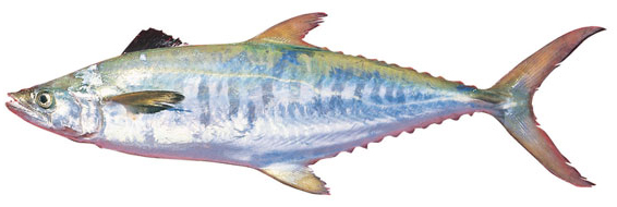 Grey mackerel