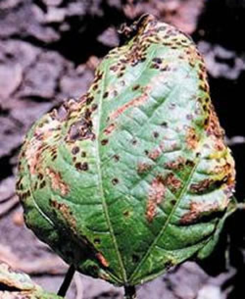 Photograph of a mungbean leaf affected with halo blight